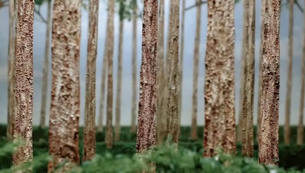 Is Forest Focus Software Easy To Use? How To Stay Focused And Improve Efficiency On Win10