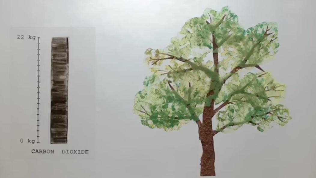 tree planting afforestation carbon storage_Forest: Stay focused, be present for Windows 10 for Windows