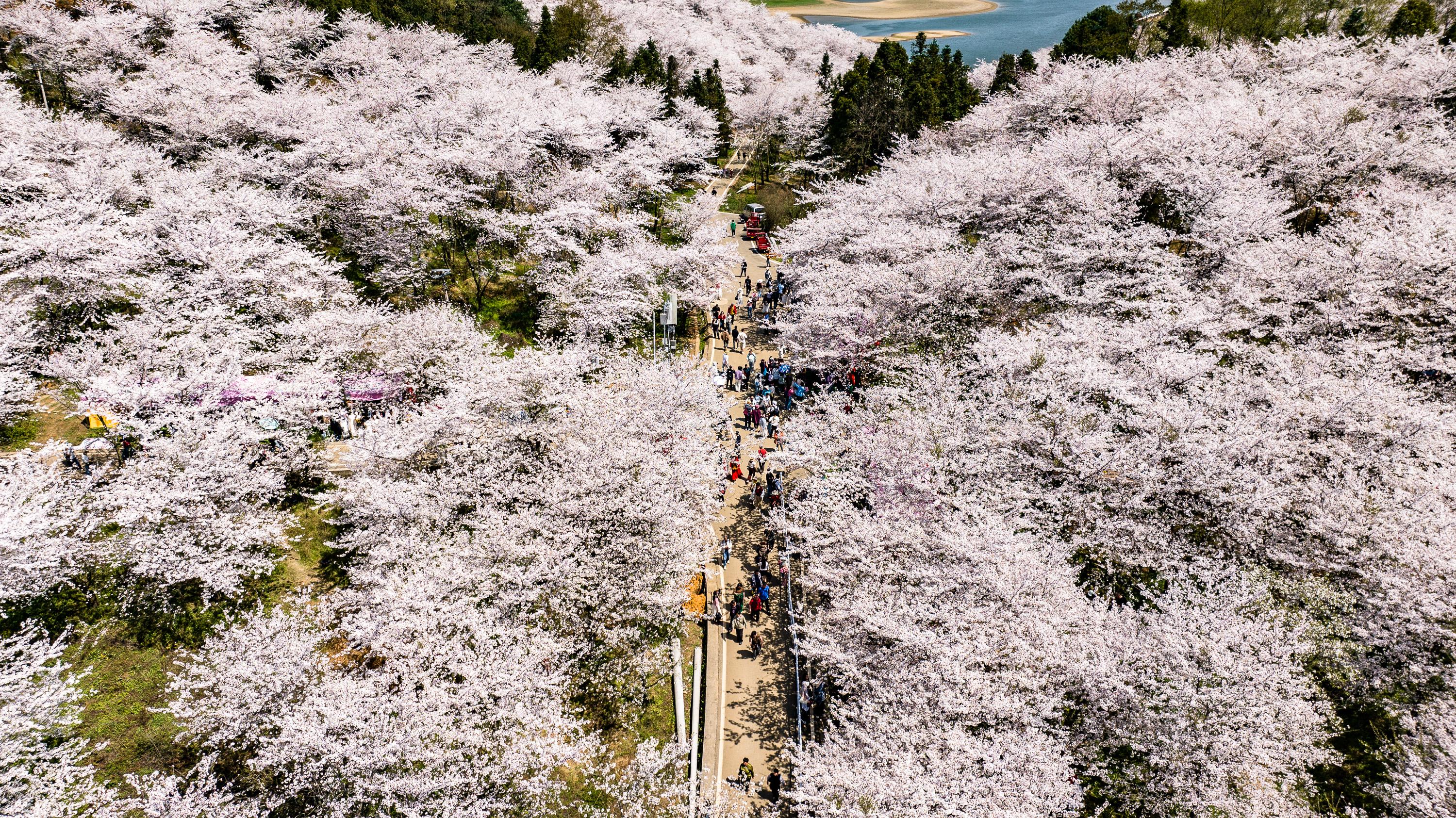 High-quality Development of China's Economy_Artificial Intelligence Large Model_T2 Surveillance Pro APK for Android